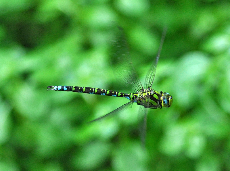 Tutte Aeshna cyanea